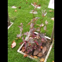 Arroche rouge, Atriplex hortensi (4)